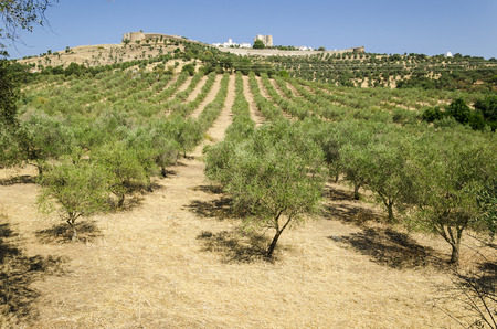 view of evoramonte village from the olive tree field, landscape of alentejoのeditorial素材