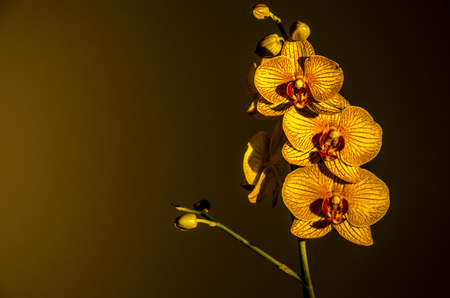 a bloomed branch of orchids over brown. copy space on left corner.の写真素材