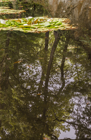 trees reflect themselves on a lake with nymphsの写真素材