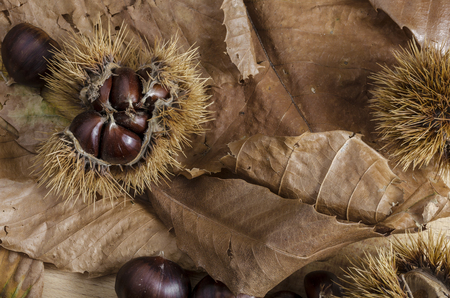 An husk full of mature chestnuts on a carpet of autumn leavesの写真素材