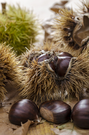 Still life with mature chestnuts. autumn feeling.の写真素材