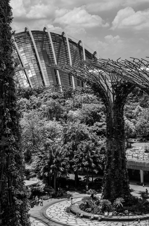 view of the supertree at the garden by the bay. sngapore. asia. future. environment. black and whiteのeditorial素材