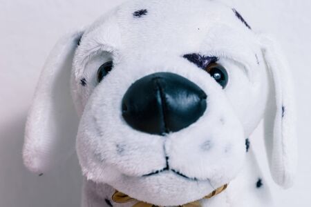 portrait of a plush white dog. toy, pet, kid, childhood.の写真素材