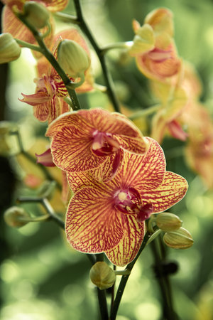 a bloomed branch of orchidsの写真素材