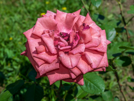 Pink Rose Close Upの写真素材