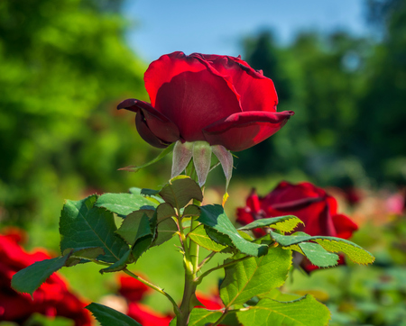 Red Roseの写真素材