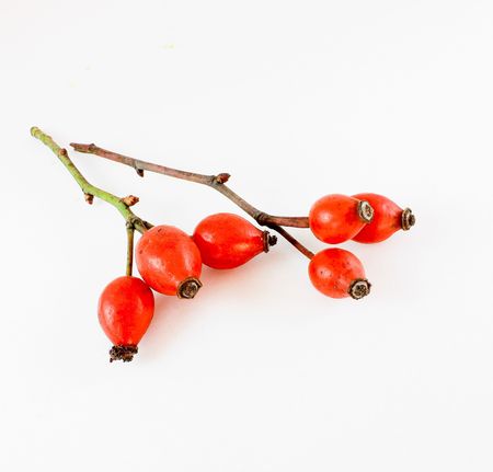 Red rosehips isolated on white background の写真素材