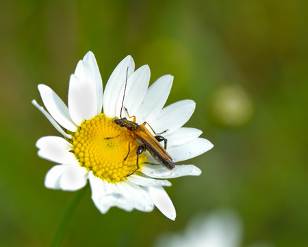 bug on white flower