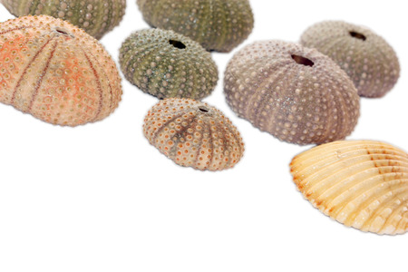 sea urchins on white  background