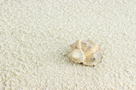 sea shell