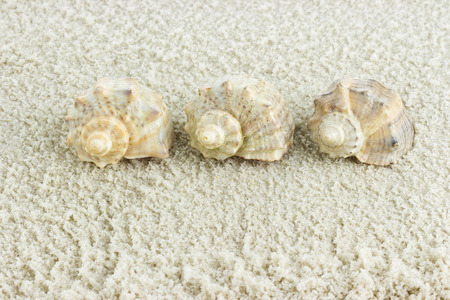 sea shell