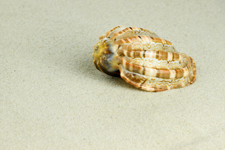 sea shell in sand