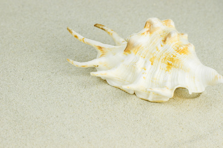sea shell in sand