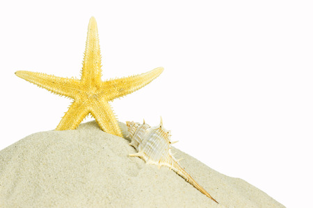 starfish and sea shell in sand isolated an whiteの写真素材