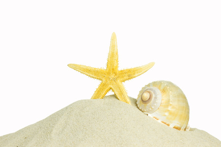 shell and starfish on beach isolated on a white backgroundの写真素材