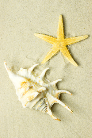 sea shells with sandの写真素材