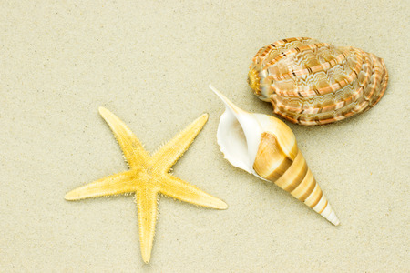sea shells with sand as background