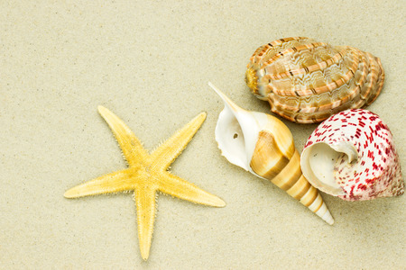 sea shells with sandの写真素材