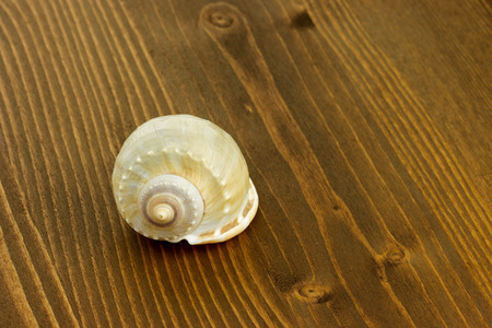 sea shell on wooden backgroundの写真素材