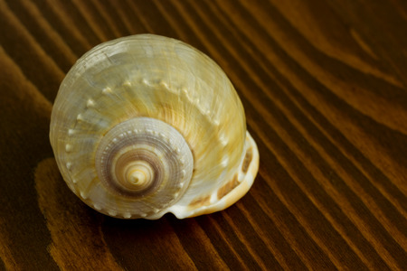 seashell on a wooden backgroundの写真素材