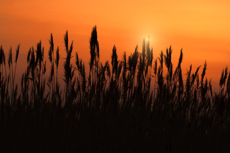 reed in the sunsetの写真素材
