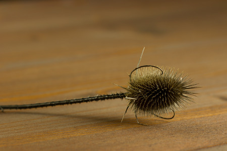 thistle on wooden backgroundの写真素材