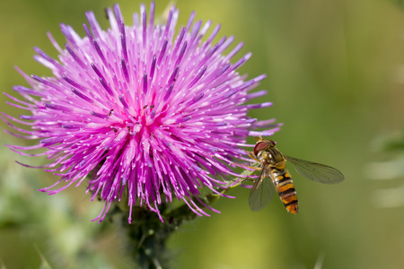 Bee on pink  flower