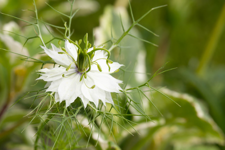 white flower macroの写真素材