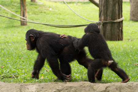A wildlife shot of chimpanzees in captivity