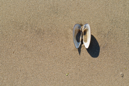 sea shell with sand