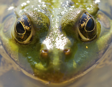 frog closeup