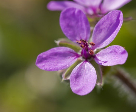 pink flower closeup