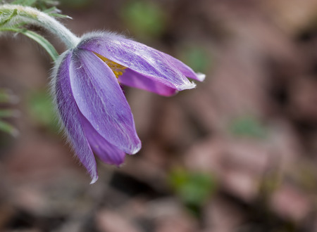 Pulsatilla flower