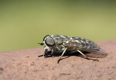 insect fly macroの写真素材