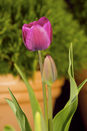 purple tulipの写真素材