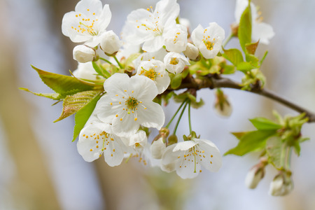 Cherry blossomsの写真素材