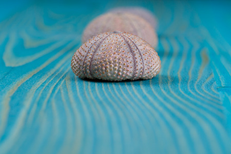 sea urchins on blue paint texture