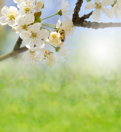 spring backgroundの写真素材