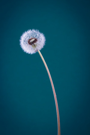 dandelion on blueの写真素材