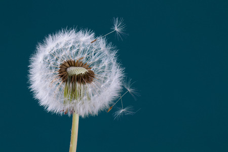 dandelion on blueの写真素材