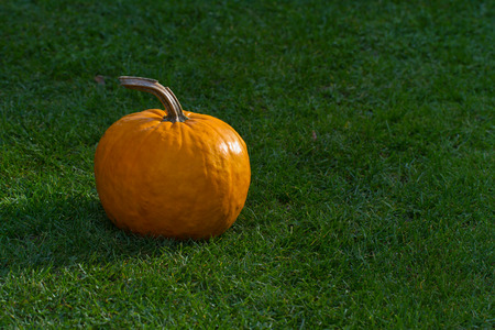pumpkin on grassの写真素材