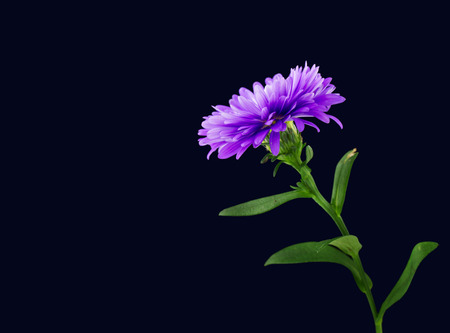 flower designの写真素材