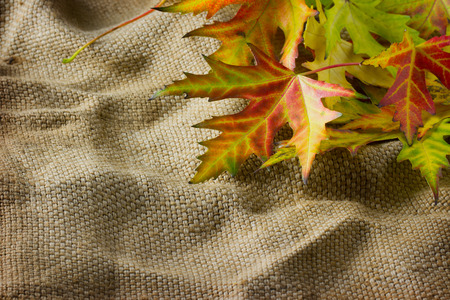 autumn leavesの写真素材