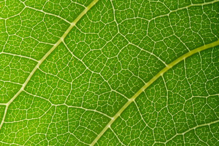 leaf textureの写真素材