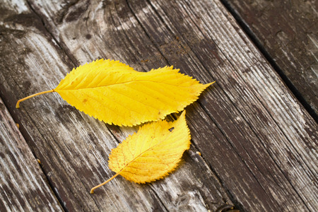 Autumn leaves over wooden backgroundの写真素材