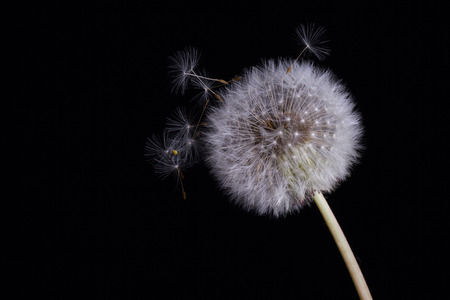 Dandelion on a black backgroundの写真素材