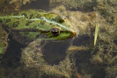 frog closeupの写真素材