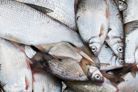 Fresh fish backgroundの写真素材