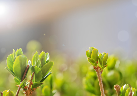 green leaves springtimeの写真素材