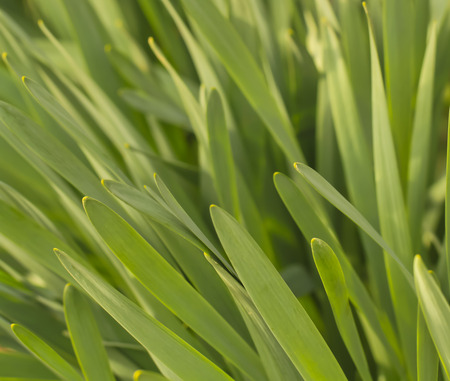 spring backgroundの写真素材